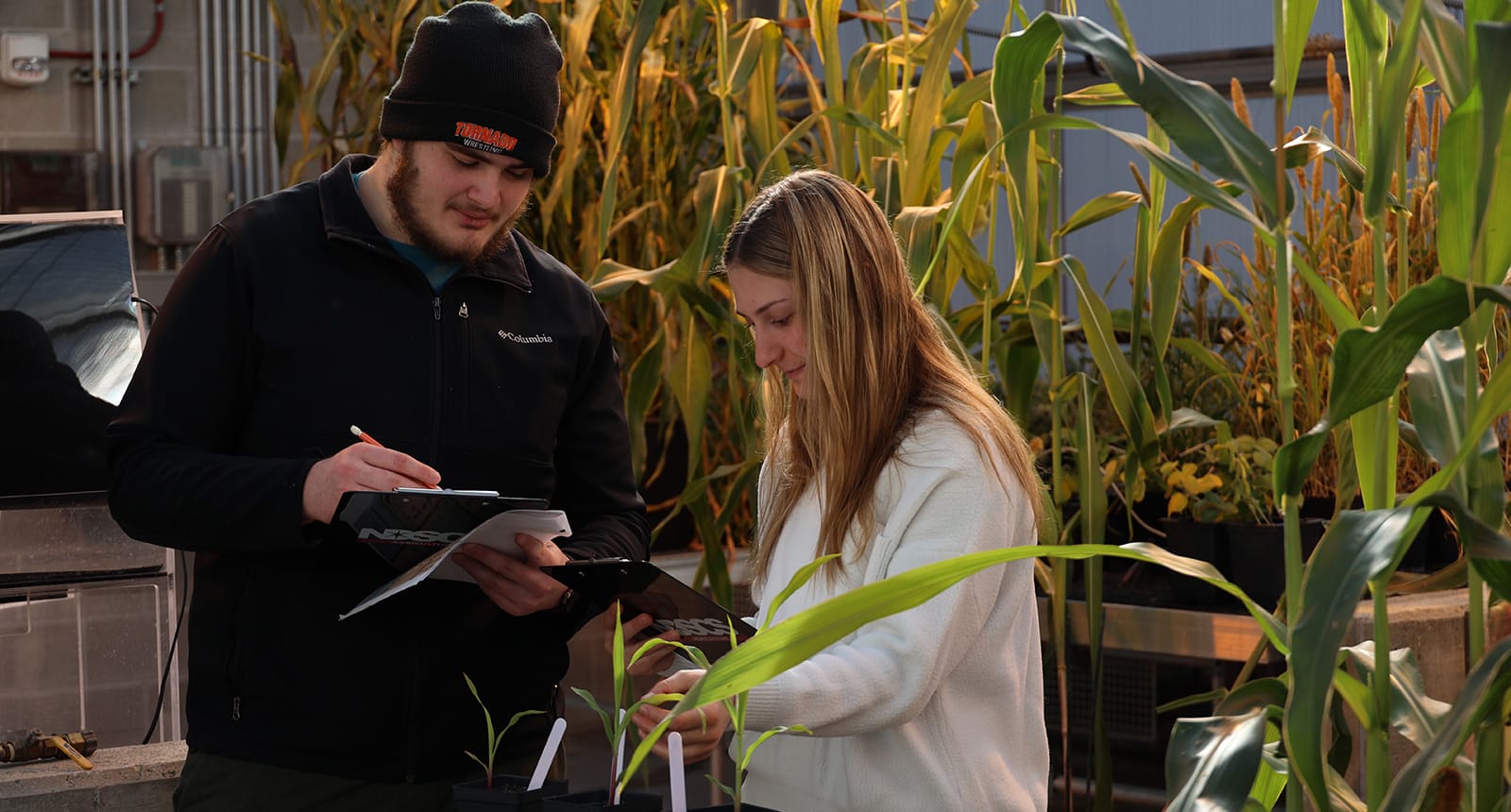 Two students work together in a greenhouse, one taking notes on a clipboard and the other examining small potted plants surrounded by tall corn stalks.