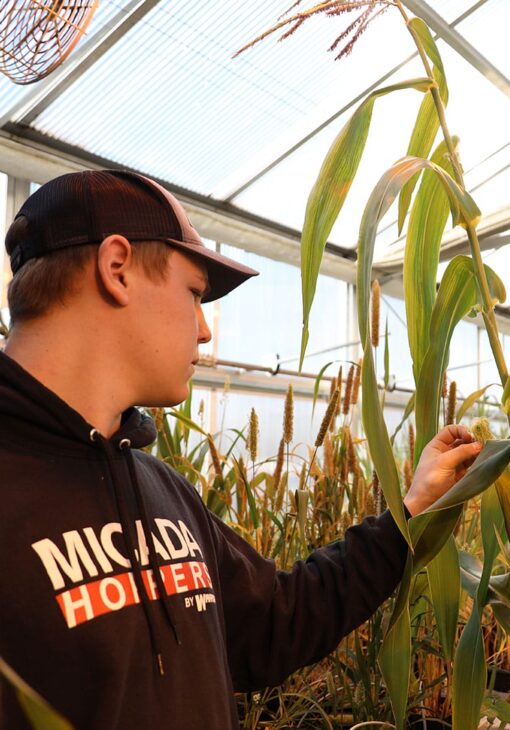 Student in a hoodie and cap examining a corn plant inside a greenhouse filled with tall crops.